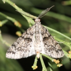 Lipogya exprimataria at Ainslie, ACT - 6 Mar 2019