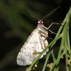 Lipogya exprimataria at Ainslie, ACT - 6 Mar 2019