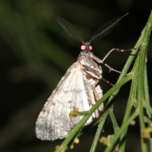 Lipogya exprimataria at Ainslie, ACT - 6 Mar 2019