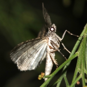 Lipogya exprimataria at Ainslie, ACT - 6 Mar 2019 10:46 PM