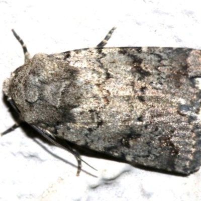 Proteuxoa capularis (Half-moon Noctuid) at Ainslie, ACT - 7 Mar 2019 by jb2602