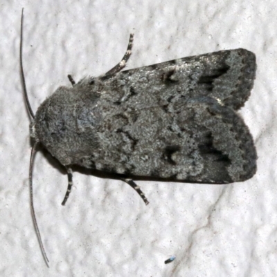 Proteuxoa capularis (Half-moon Noctuid) at Ainslie, ACT - 7 Mar 2019 by jbromilow50