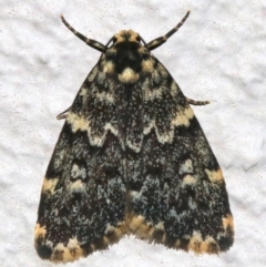 Halone coryphoea (Eastern Halone moth) at Ainslie, ACT - 10 Mar 2019 by jb2602