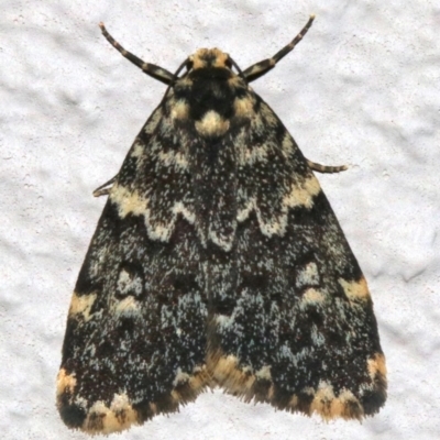 Halone coryphoea (Eastern Halone moth) at Ainslie, ACT - 10 Mar 2019 by jbromilow50