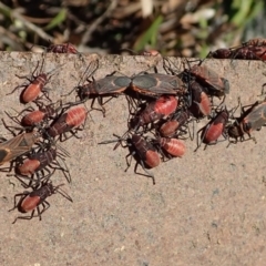 Leptocoris mitellatus (Leptocoris bug) at Australian National University - 25 Mar 2019 by Laserchemisty