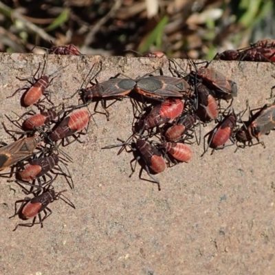 Leptocoris mitellatus (Leptocoris bug) at ANU Daley Precinct - 25 Mar 2019 by Laserchemisty