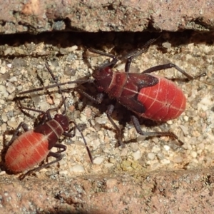 Leptocoris mitellatus at Acton, ACT - 25 Mar 2019 04:27 PM