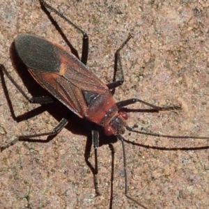 Leptocoris mitellatus at Acton, ACT - 25 Mar 2019 04:27 PM