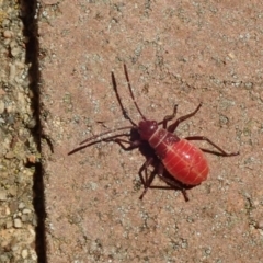 Leptocoris mitellatus at Acton, ACT - 25 Mar 2019 04:27 PM