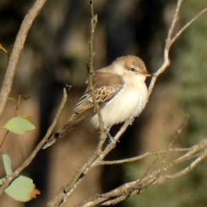 Lalage tricolor at Googong, NSW - 25 Mar 2019 05:19 PM