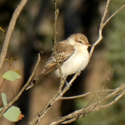 Lalage tricolor (White-winged Triller) at QPRC LGA - 25 Mar 2019 by Wandiyali