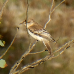 Lalage tricolor at Googong, NSW - 25 Mar 2019 05:19 PM