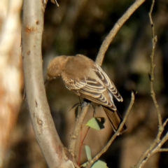 Lalage tricolor at Googong, NSW - 25 Mar 2019 05:19 PM