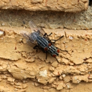 Sarcophagidae sp. (family) at Macarthur, ACT - 25 Mar 2019