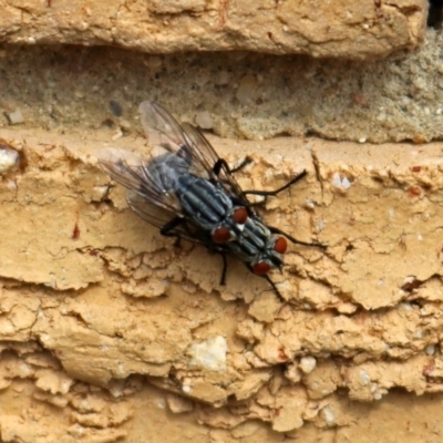 Sarcophagidae (family) (Unidentified flesh fly) at Macarthur, ACT - 25 Mar 2019 by RodDeb