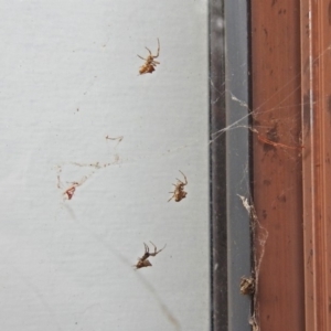 Uloboridae (family) at Macarthur, ACT - 25 Mar 2019