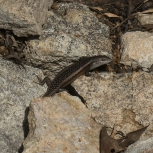 Carlia tetradactyla at Michelago, NSW - 22 Mar 2019