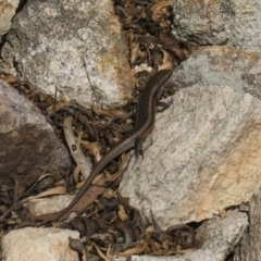 Carlia tetradactyla at Michelago, NSW - 22 Mar 2019