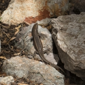 Carlia tetradactyla at Michelago, NSW - 22 Mar 2019