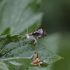 Glyphipterix (genus) (A sedge moth) at Michelago, NSW - 22 Mar 2019 by Illilanga