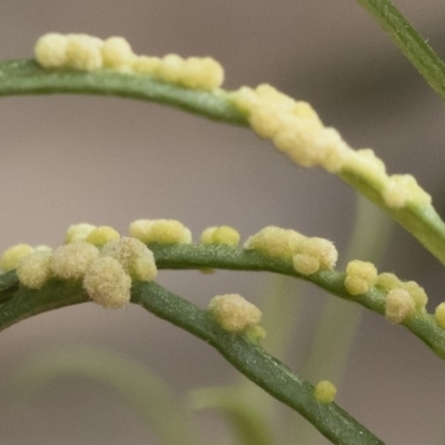 Unidentified Lichen, Moss or other Bryophyte at Illilanga & Baroona - 16 Dec 2018 by Illilanga