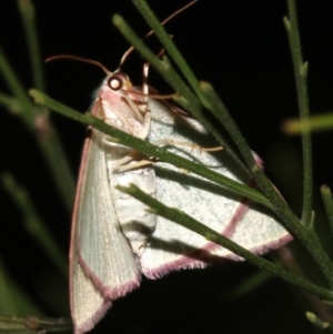 Chlorocoma dichloraria at Ainslie, ACT - 10 Mar 2019