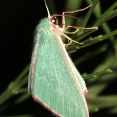 Chlorocoma dichloraria at Ainslie, ACT - 10 Mar 2019