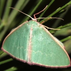 Chlorocoma dichloraria at Ainslie, ACT - 10 Mar 2019