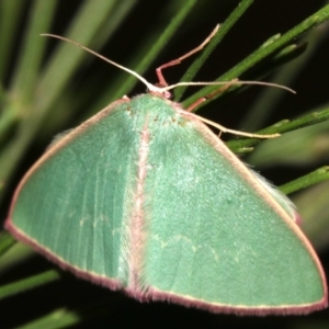 Chlorocoma dichloraria at Ainslie, ACT - 10 Mar 2019