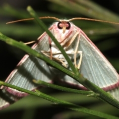 Chlorocoma dichloraria at Ainslie, ACT - 10 Mar 2019