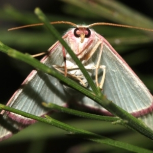 Chlorocoma dichloraria at Ainslie, ACT - 10 Mar 2019