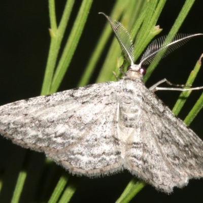 Phelotis cognata (Long-fringed Bark Moth) at Mount Ainslie - 10 Mar 2019 by jb2602