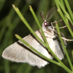 Phelotis cognata at Ainslie, ACT - 10 Mar 2019