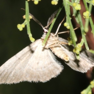 Phelotis cognata at Ainslie, ACT - 10 Mar 2019 08:55 PM