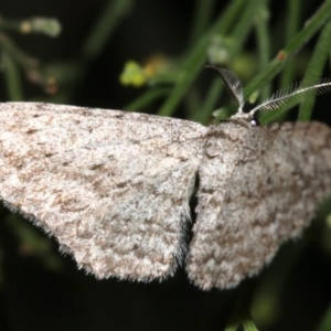 Phelotis cognata at Ainslie, ACT - 10 Mar 2019