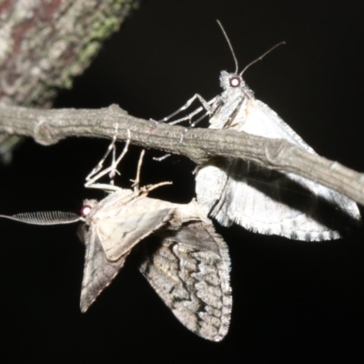 Lipogya exprimataria (Jagged Bark Moth) at Ainslie, ACT - 10 Mar 2019 by jb2602