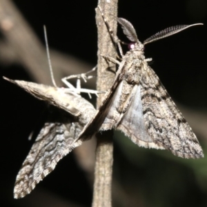 Lipogya exprimataria at Ainslie, ACT - 10 Mar 2019