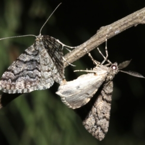 Lipogya exprimataria at Ainslie, ACT - 10 Mar 2019 08:57 PM