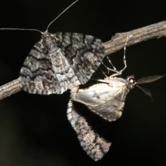 Lipogya exprimataria at Ainslie, ACT - 10 Mar 2019