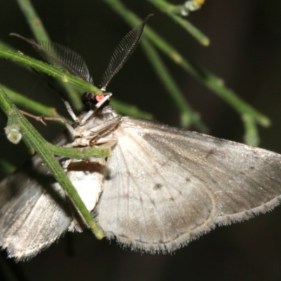 Phelotis cognata (Long-fringed Bark Moth) at Mount Ainslie - 10 Mar 2019 by jb2602