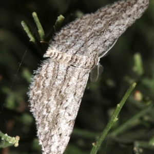 Phelotis cognata at Ainslie, ACT - 10 Mar 2019