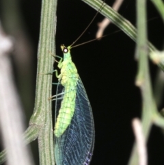 Mallada sp. (genus) (Green lacewing) at Mount Ainslie - 10 Mar 2019 by jb2602