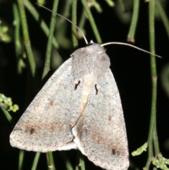 Pantydia diemeni (Pantydia diemeni) at Mount Ainslie - 10 Mar 2019 by jb2602