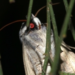 Pantydia diemeni at Ainslie, ACT - 10 Mar 2019