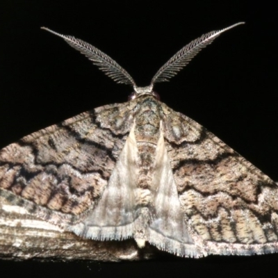 Lipogya exprimataria (Jagged Bark Moth) at Ainslie, ACT - 10 Mar 2019 by jbromilow50