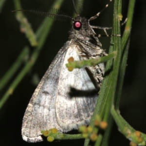 Lipogya exprimataria at Ainslie, ACT - 10 Mar 2019