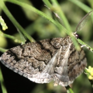 Lipogya exprimataria at Ainslie, ACT - 10 Mar 2019 09:18 PM