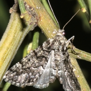 Lipogya exprimataria at Ainslie, ACT - 10 Mar 2019 09:18 PM