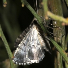 Lipogya exprimataria at Ainslie, ACT - 10 Mar 2019 09:18 PM