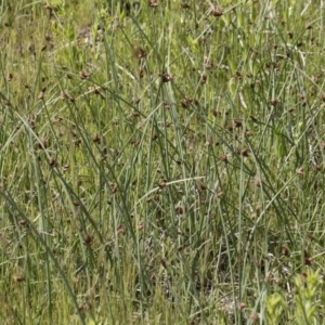 Schoenoplectus pungens at Illilanga & Baroona - 25 Nov 2018